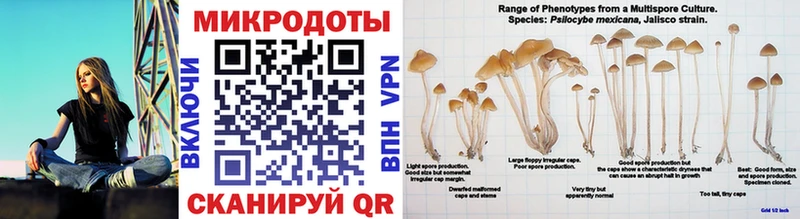 Галлюциногенные грибы Psilocybine cubensis  Купить  Сасово 